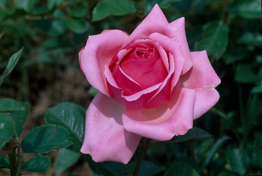 Rosa 'Coté Jardin' Tea hybrid, repeat flowering, fragrant