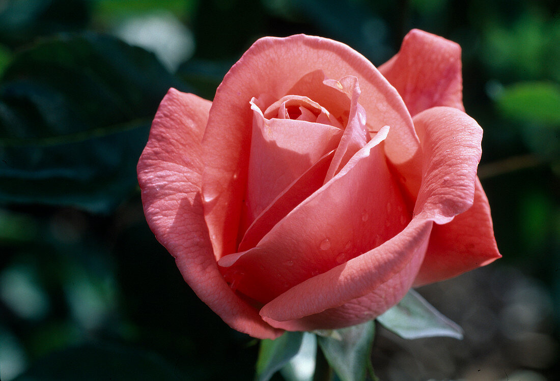 Rosa 'Romantica 76' tea hybrid, repeat flowering, fragrant