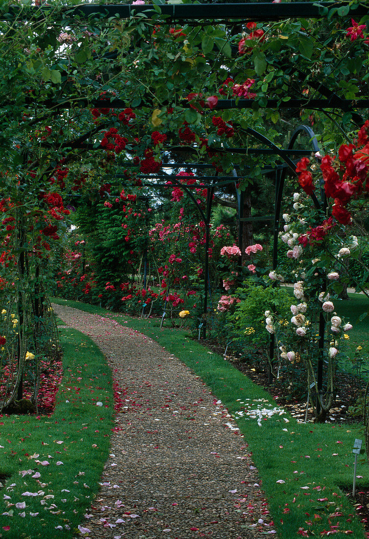 Rose garden of Poitiers in France