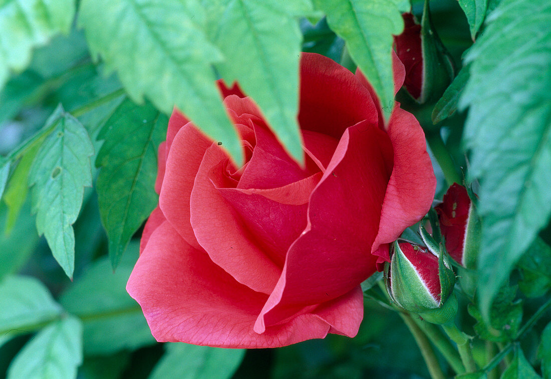 Rose 'Fidelio' Floribunda Rose, öfterblühend