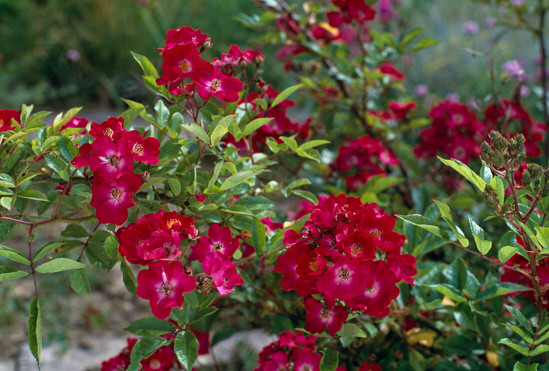 Shrub rose 'Red Yesterday'