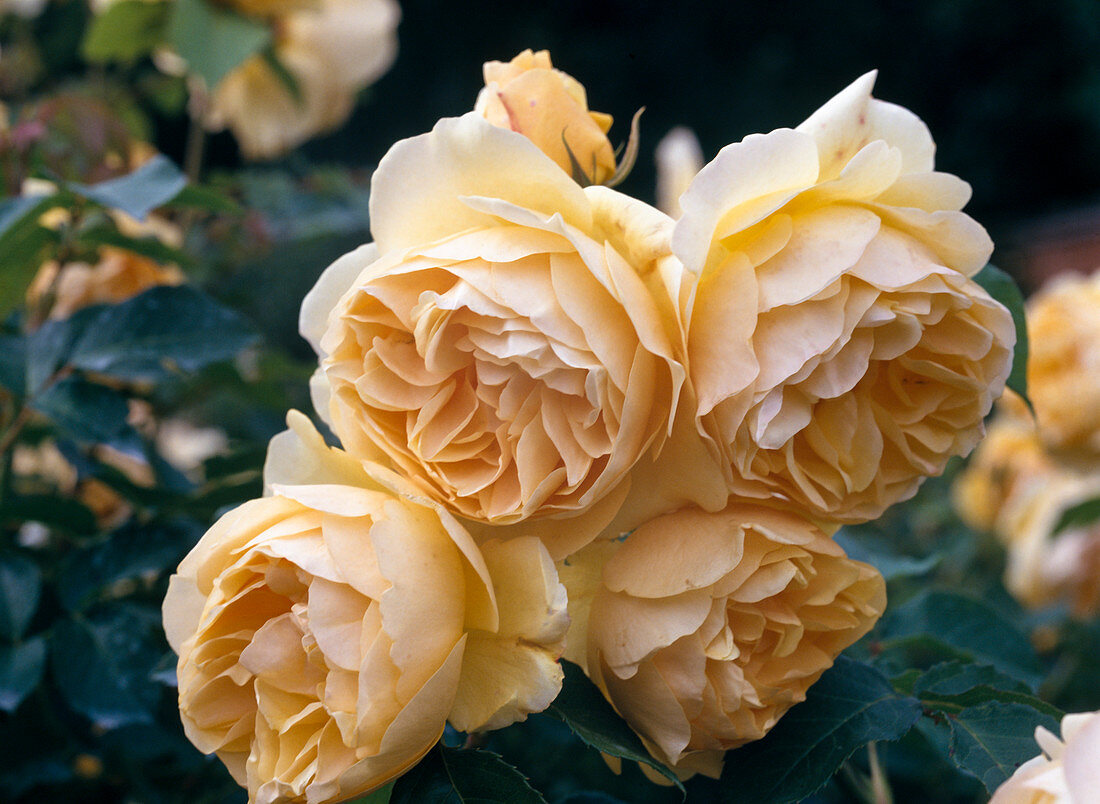 English rose, shrub rose 'Graham Thomas'