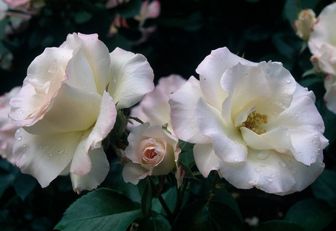 Rose 'Matilda', synonym 'Charles Aznavour' Floribunda rose, repeat flowering, no fragrance