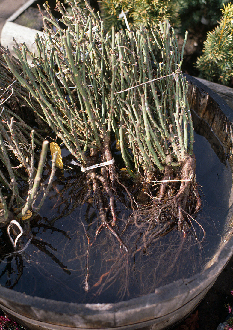 Soak roses overnight before planting