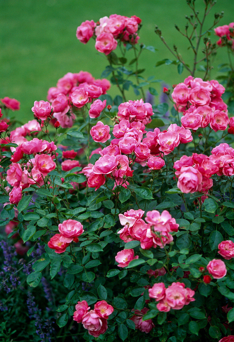 Rosa 'Angela' / öfterblühende Strauchrose