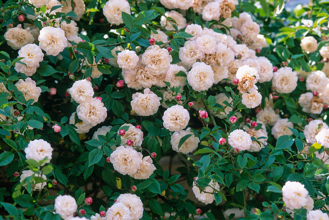 Pink 'Felicite Perpetue' (Rambler rose, one time flowering)