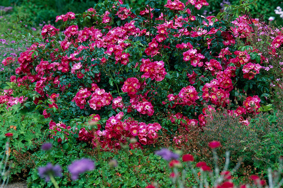 Pink 'American Pillar' (Rambler rose growing on the ground like