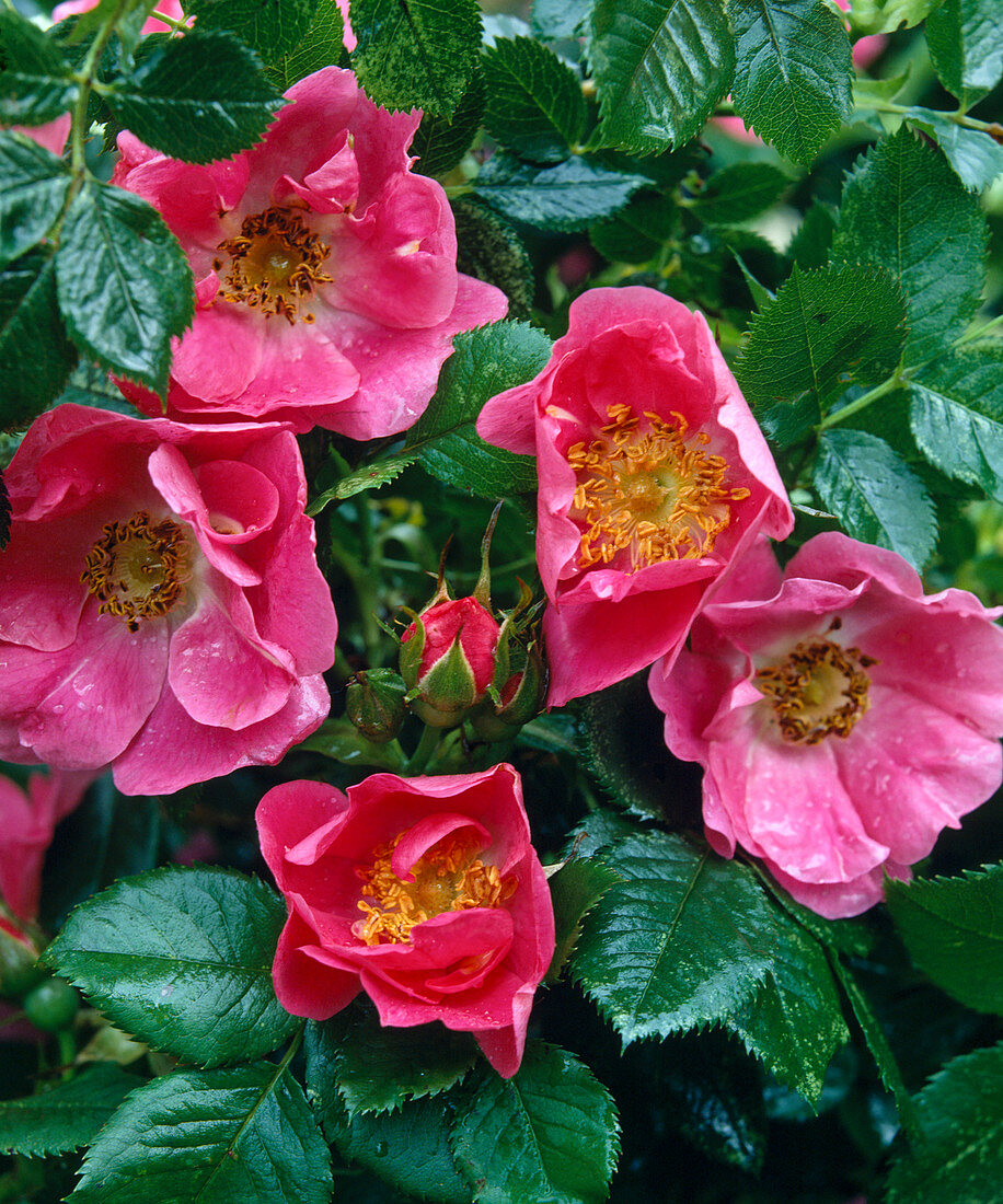 Rosa canina VARIEGATA Kiese