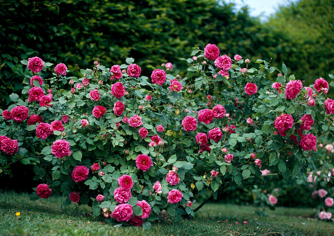 Rose bourbonica