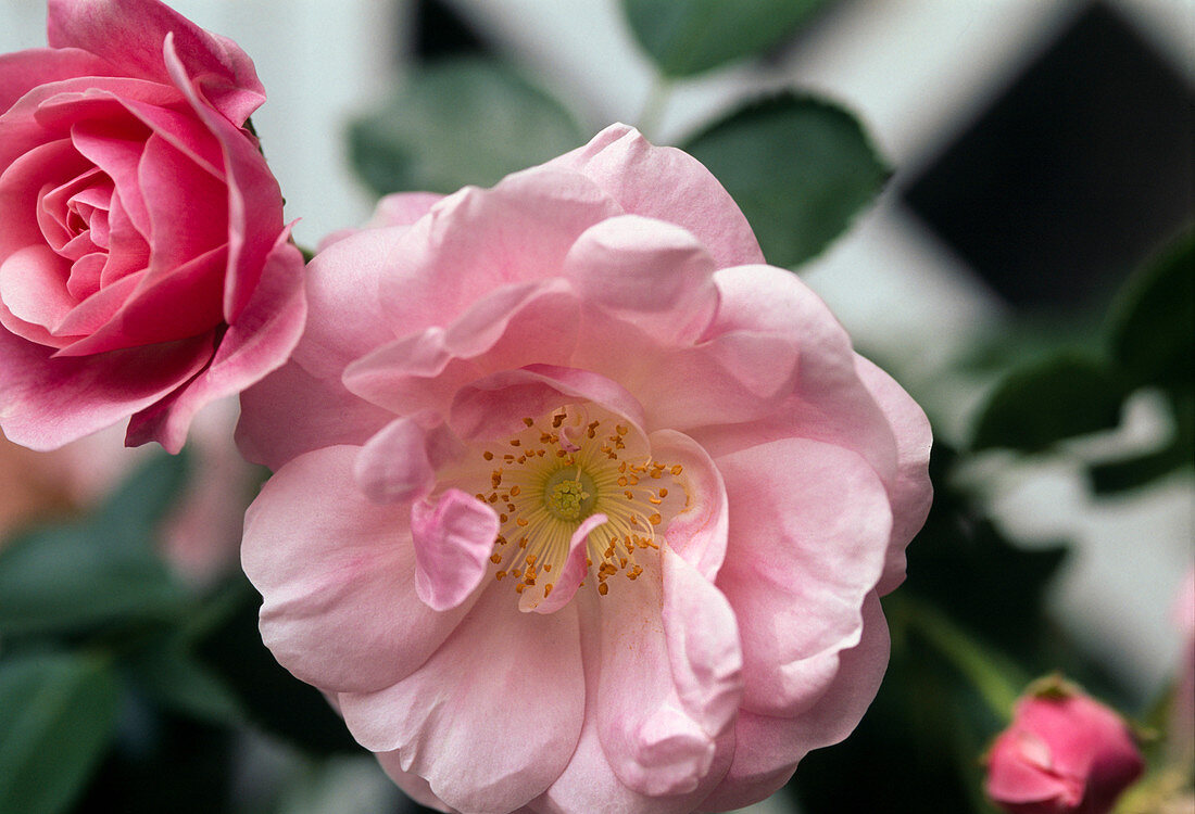 Historic climbing rose 'Tausendschön'