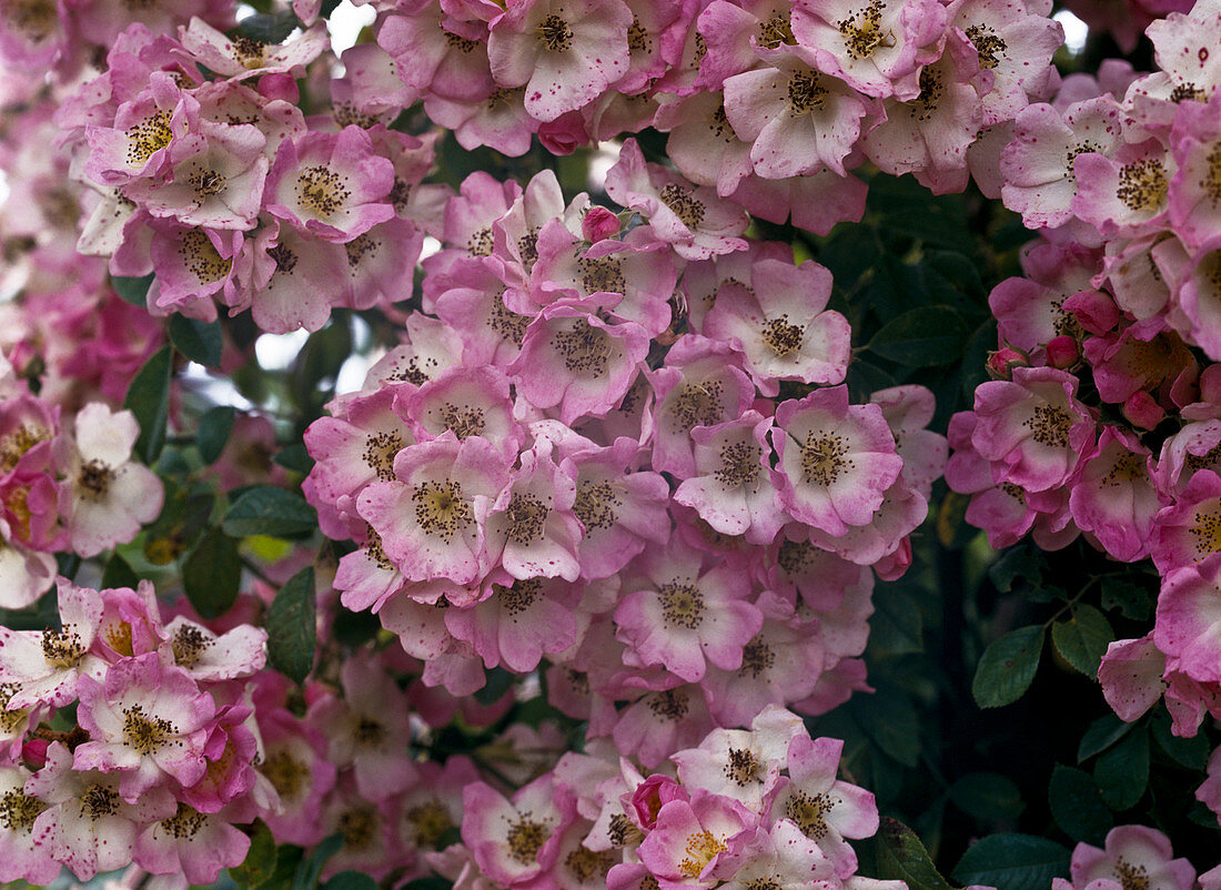 Climbing rose