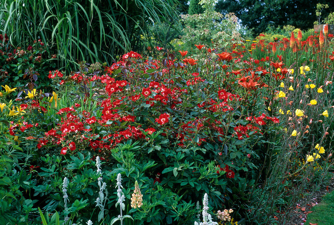 Shrub rose 'Meg Merilees'