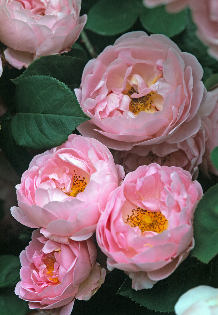 English Rose, Climbing Rose 'Constance Spry'