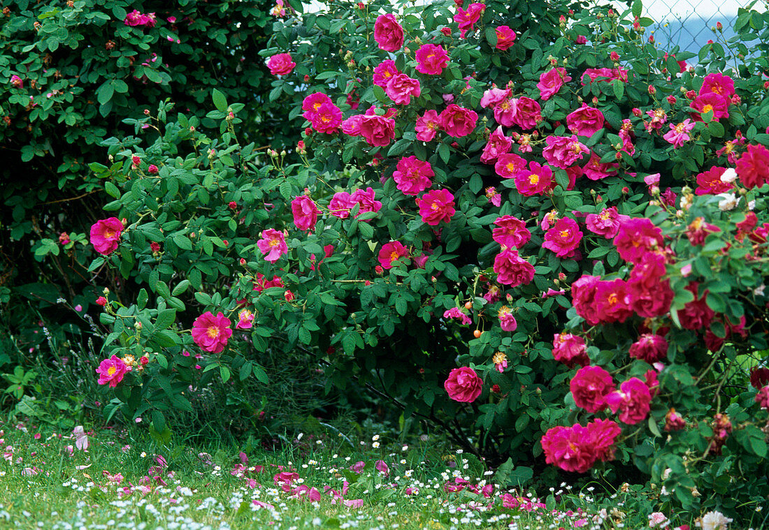 Rosa officinalis