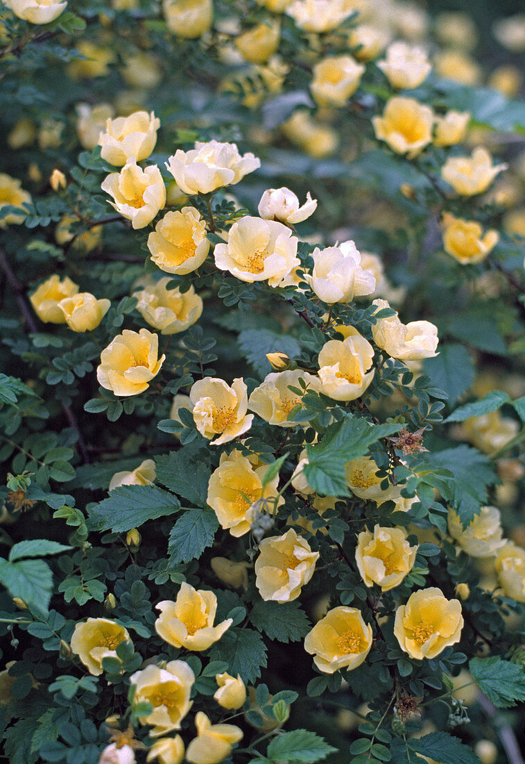 Hugonis Rose