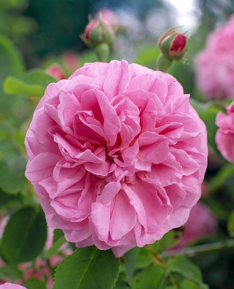 'Gros Choux d'Holland', Rosa bourbonica