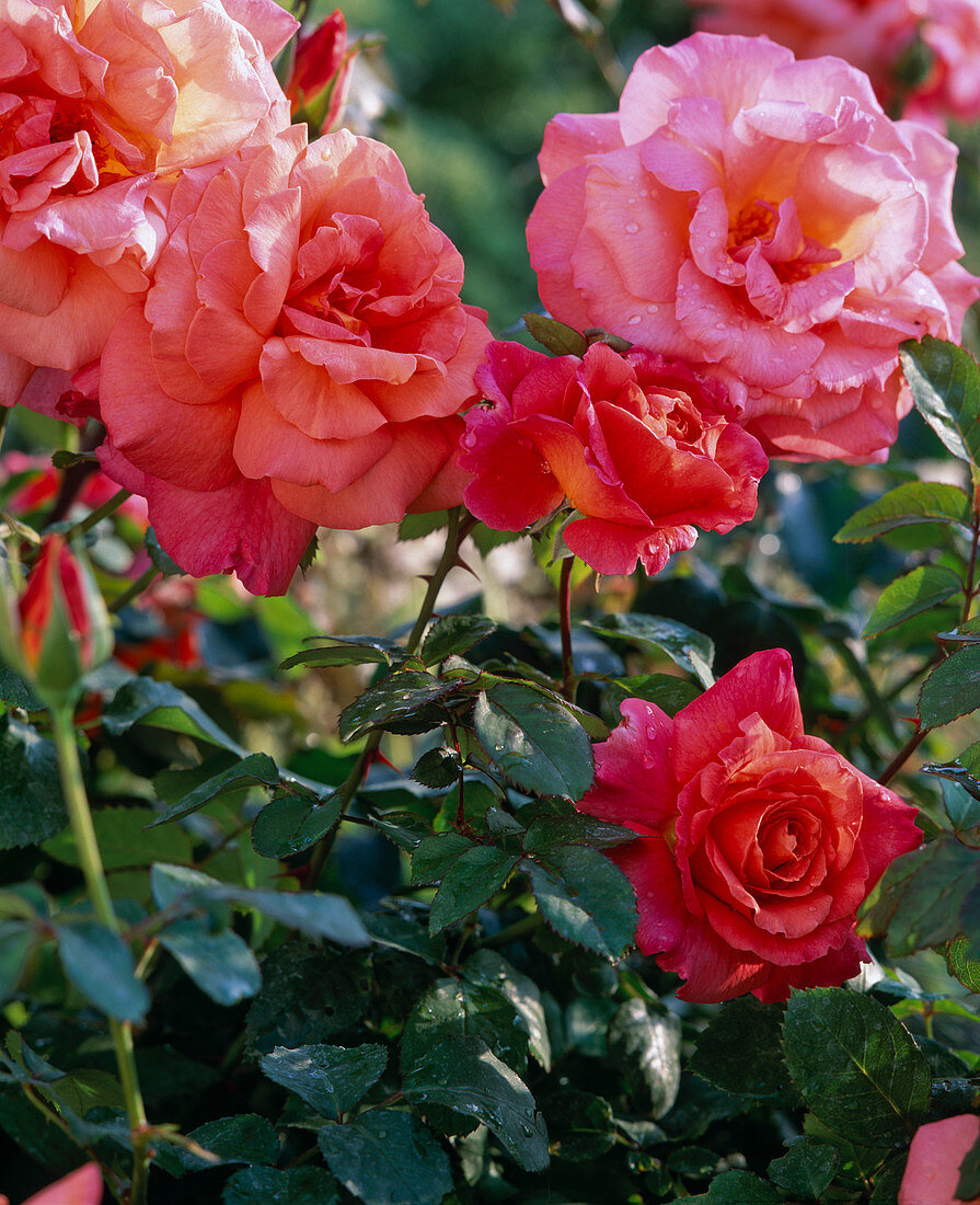 Rose 'Freisinger Morgenröte'