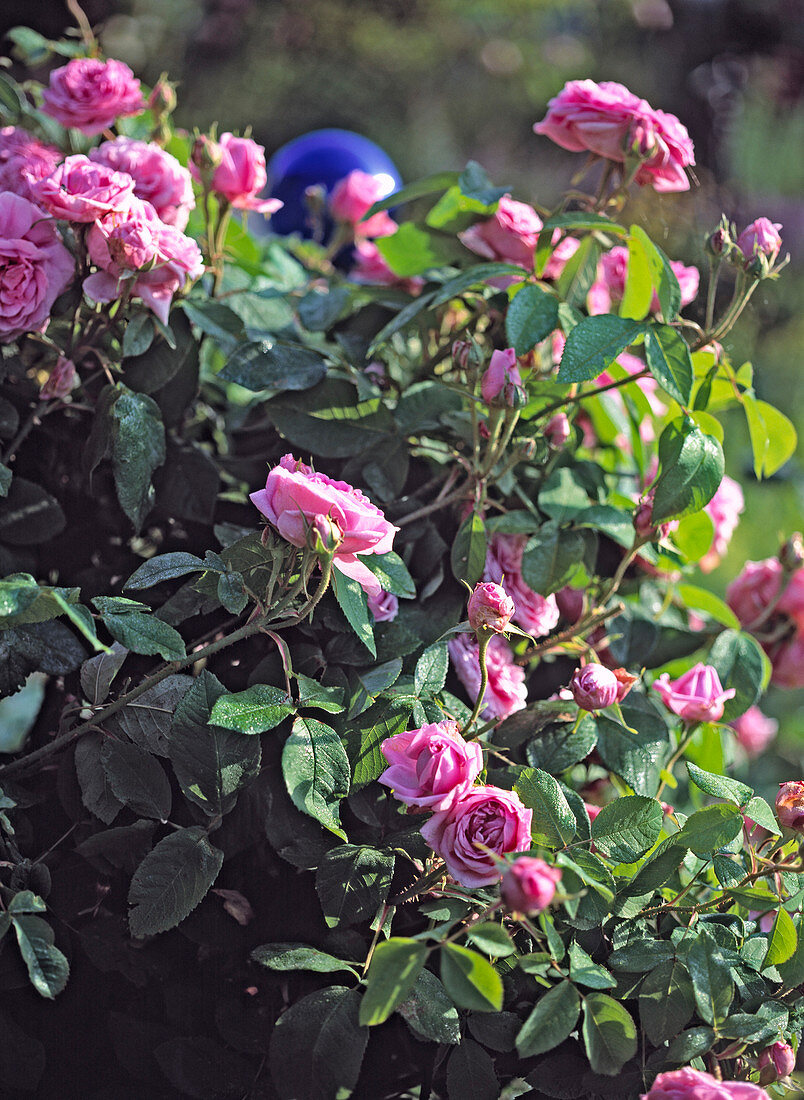 Rosa portlandica, Hist. Rose, 'Comte de Chambord'