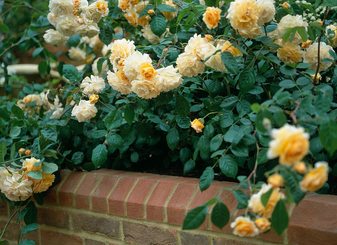 Rosa moschata (Strauchrose) 'Buff Beauty'