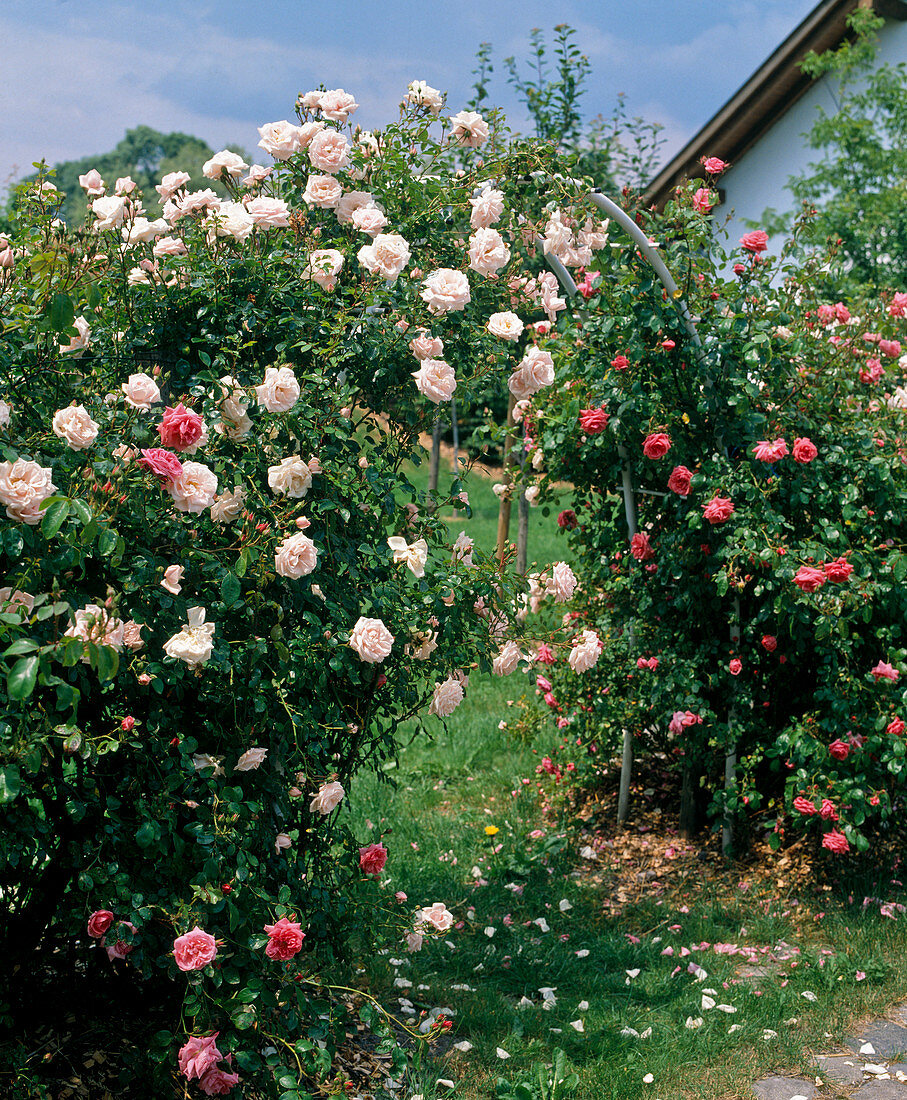 Climbing rose 'New Dawn'