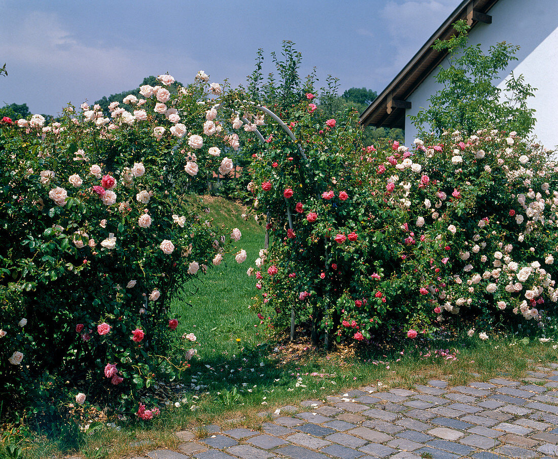 Climbing rose