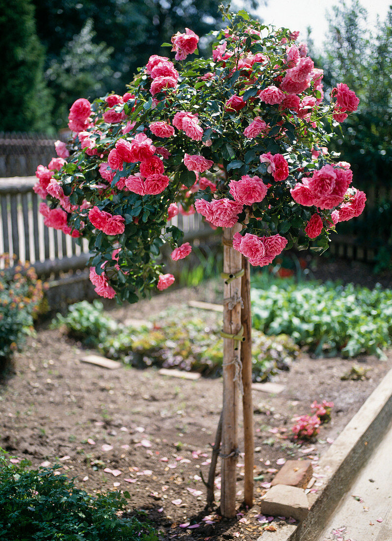 Rosenstämmchen 'Rosarium Uetersen'