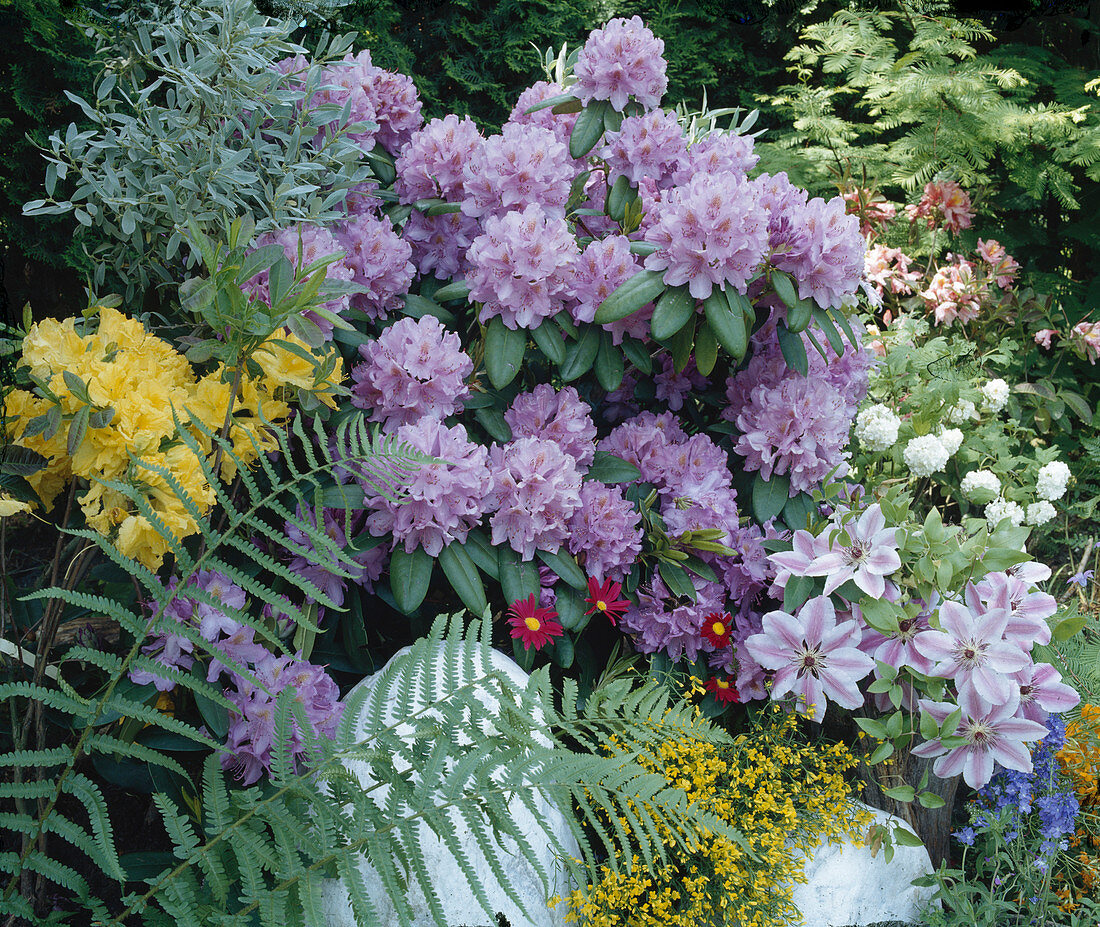 Rhododendron catawbiense 'Grandiflorum', Veronica