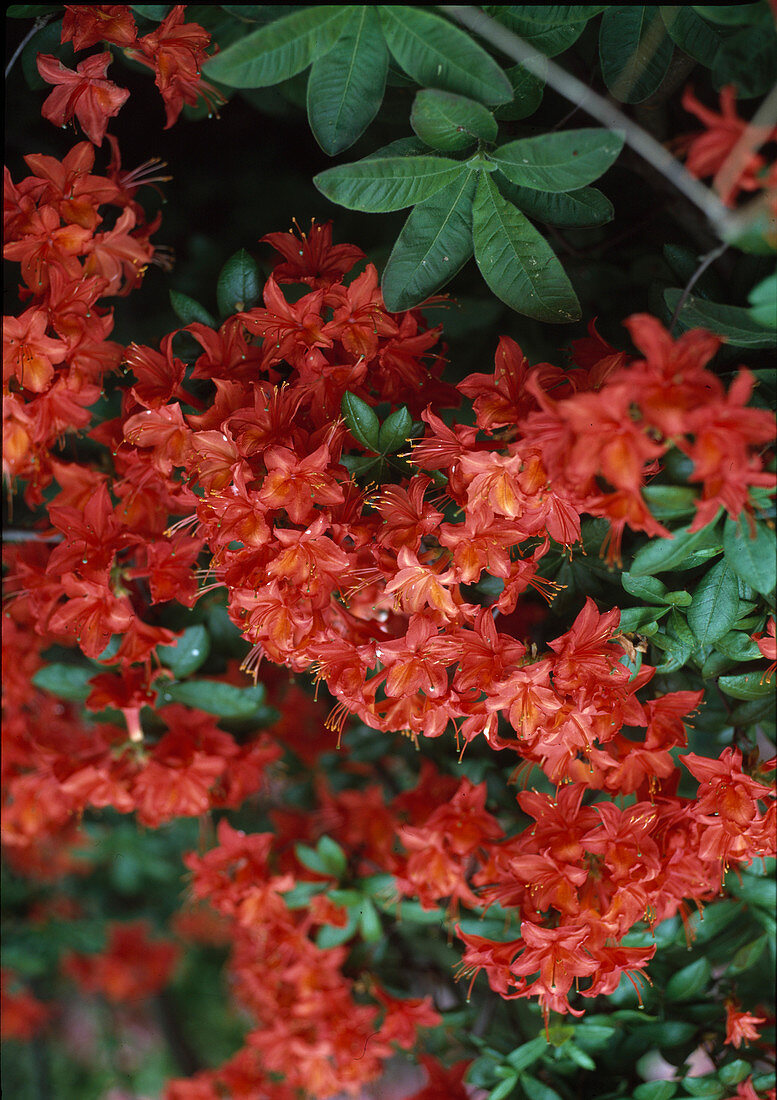 Azalea-Hybride 'Satan'