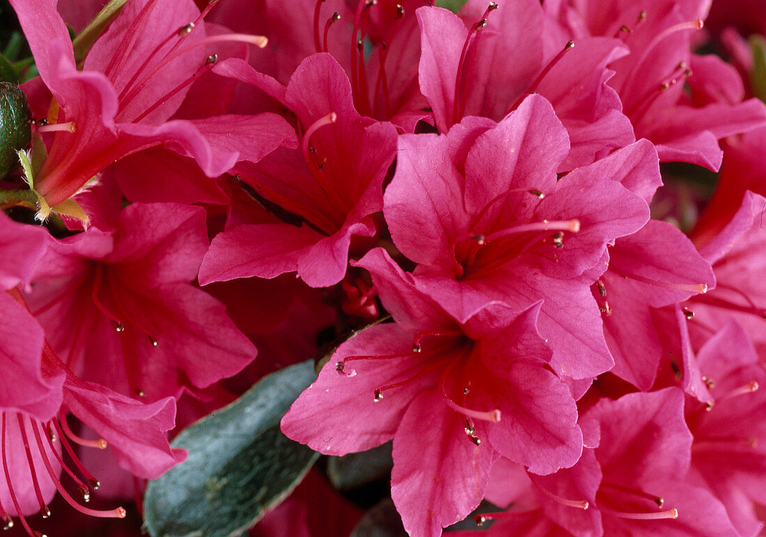 Japanese azalea