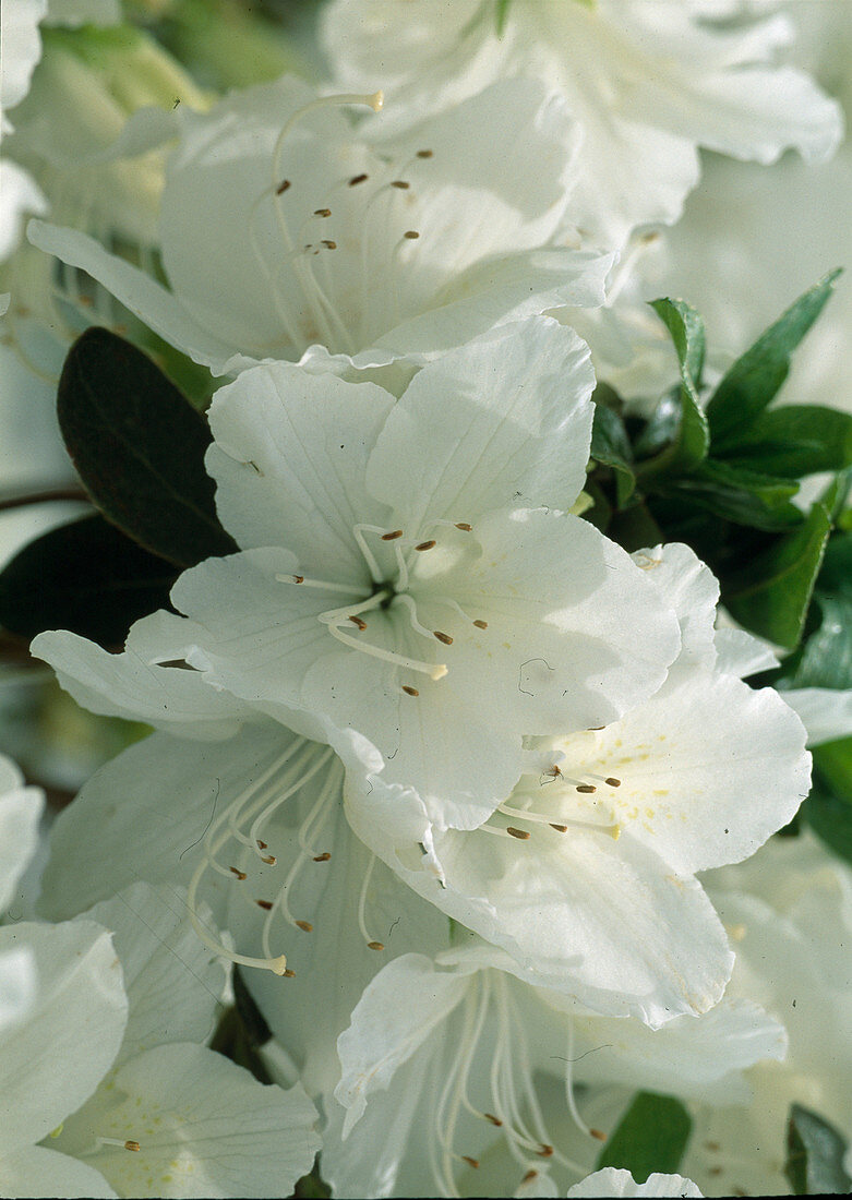 Azalea japonica