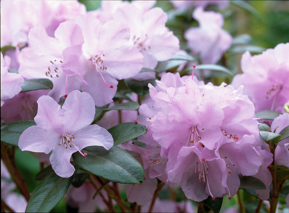 Rhododendron praecox (early spring rhododendron)