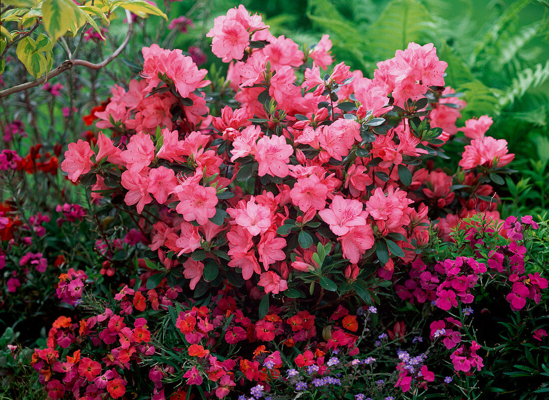 Rhododendron obtusum 'Blauw's Pink' (Japanese Azalea)