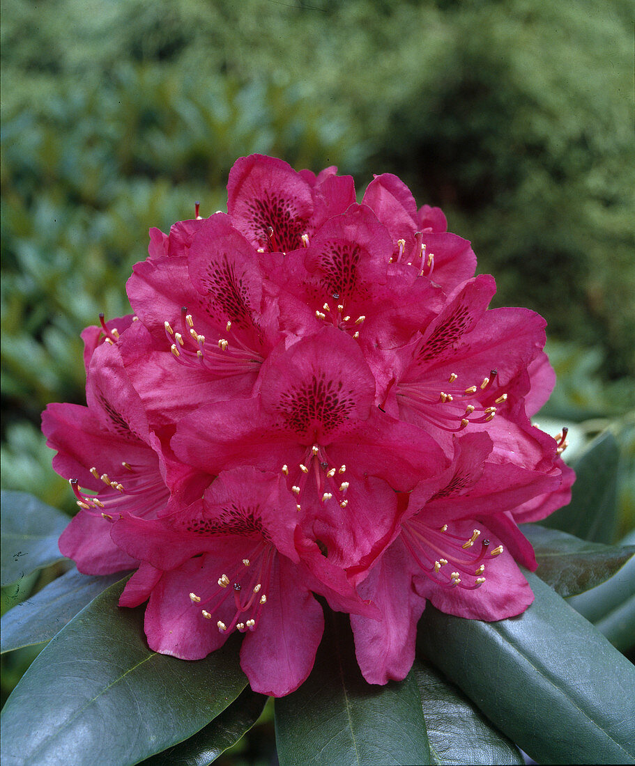 Rhododendron hybrid