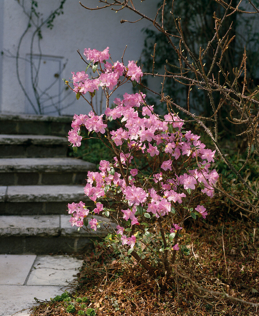 Rhododendron praecox