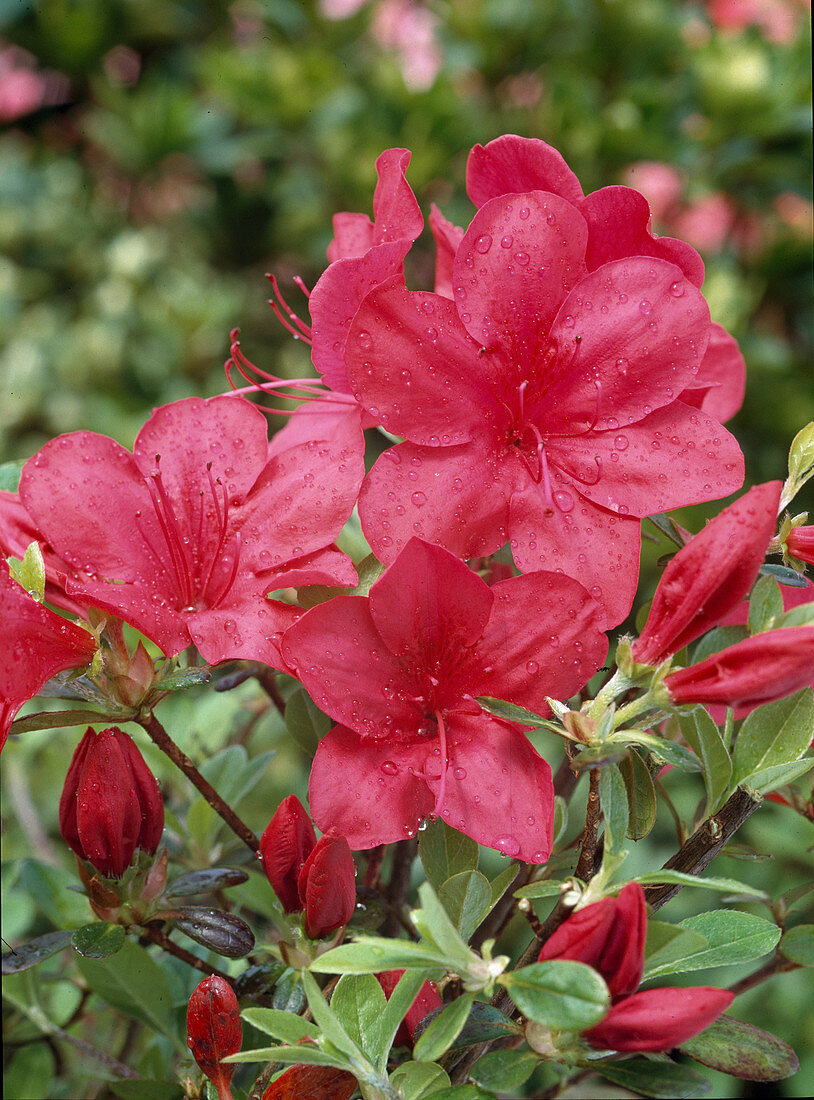 Azalea hybrid