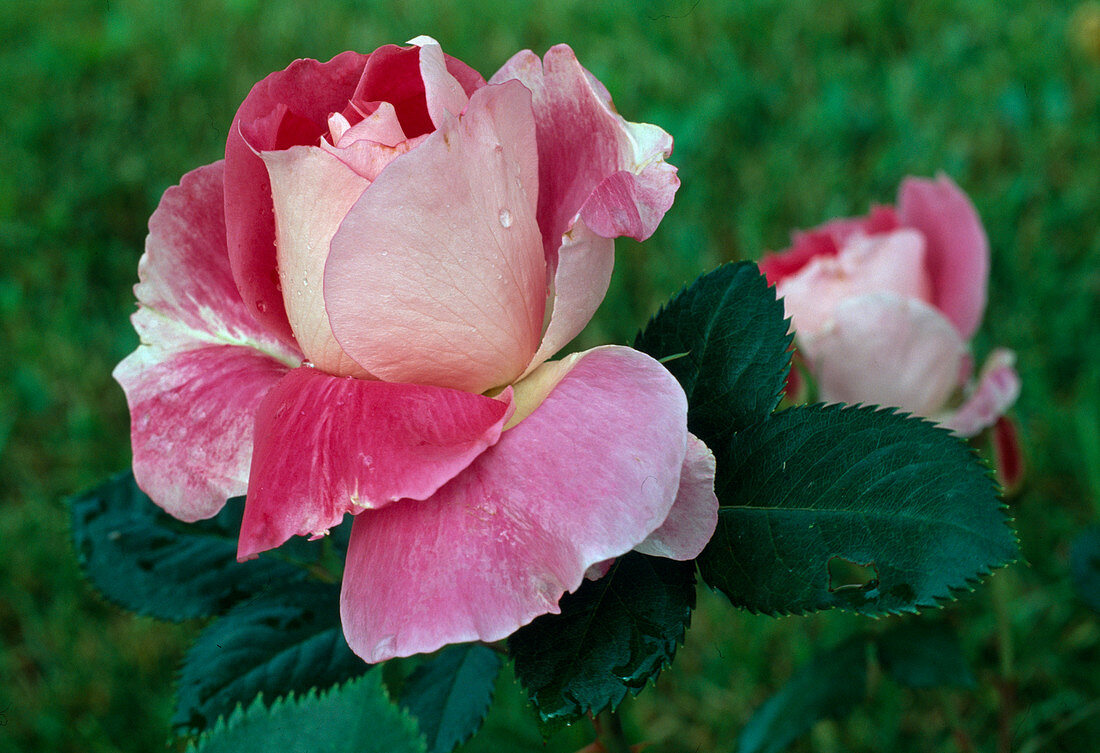 Rose 'Carefree Wonder', 'Dynastie' Shrub rose, repeat flowering, delicate fragrance