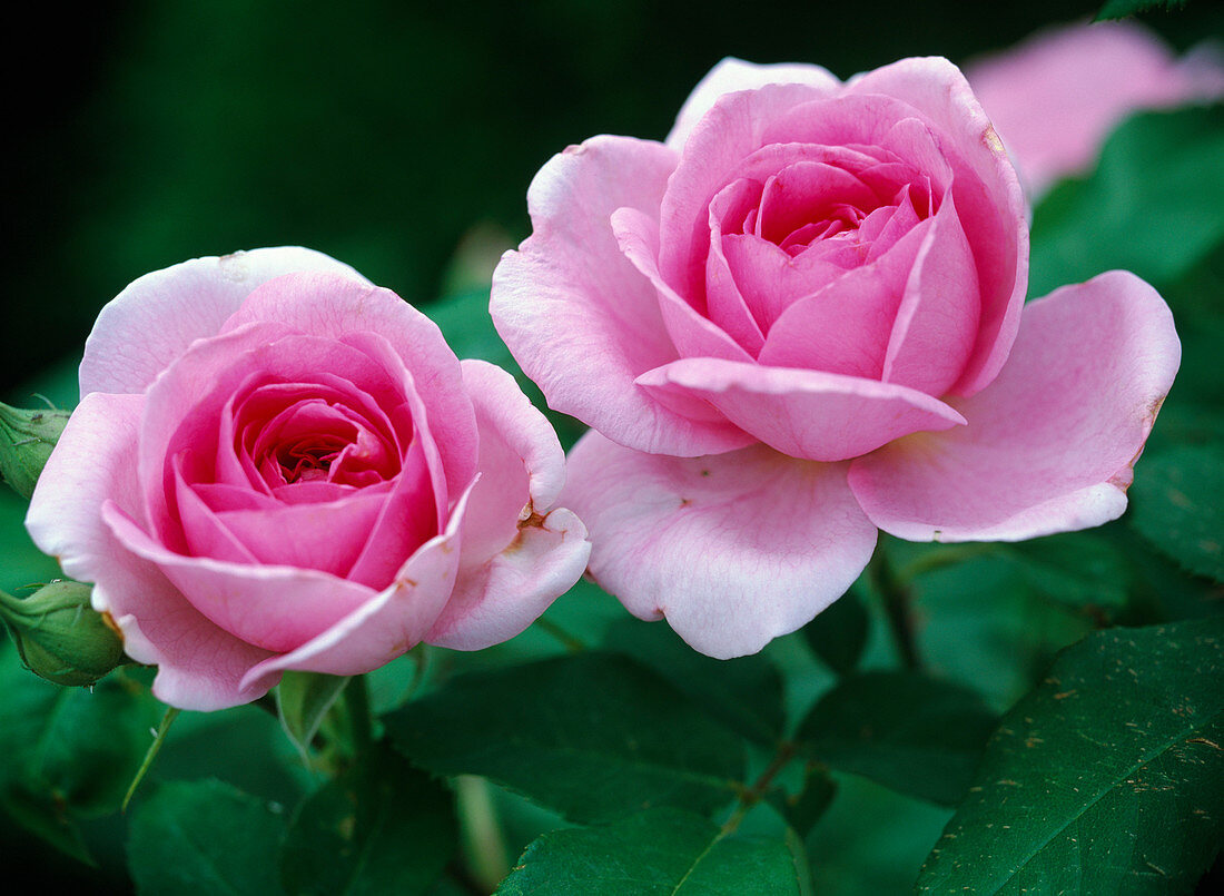 Rose 'Gertrude Jekyll'