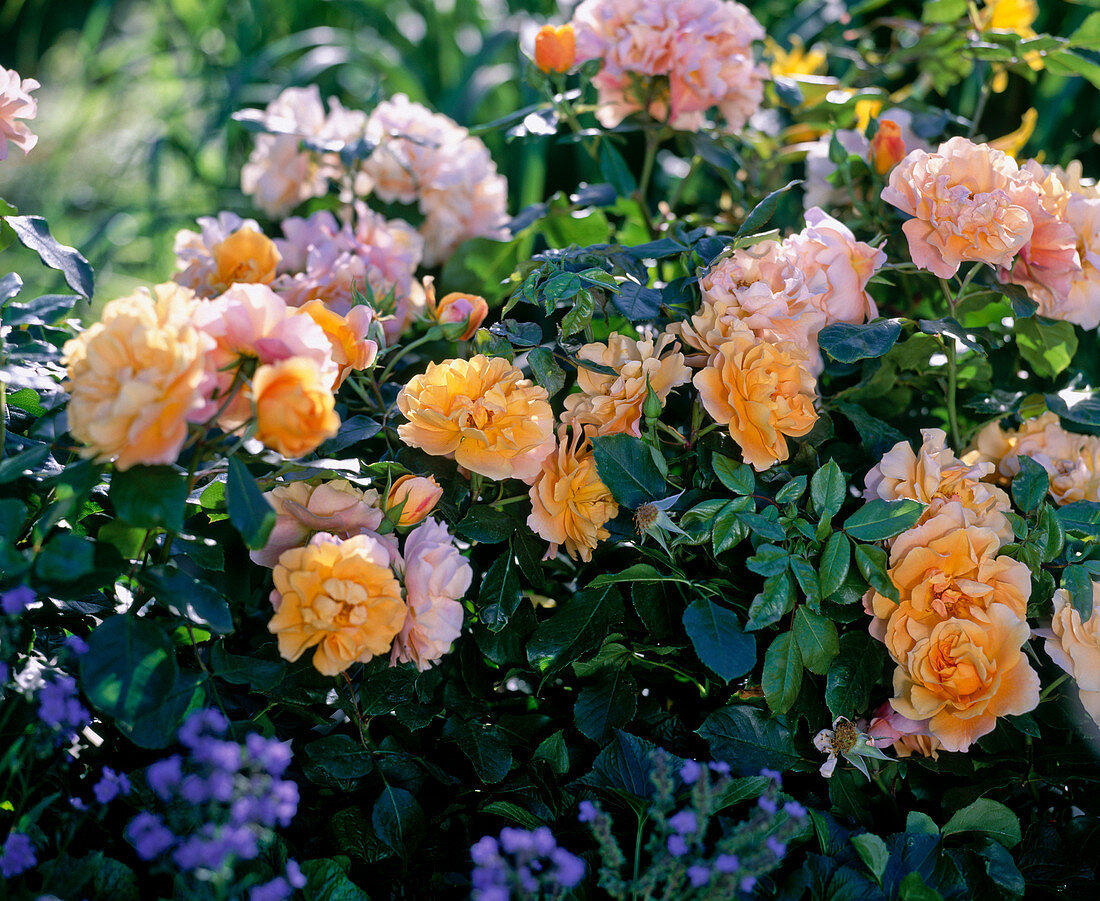 Rosa 'Tequila' - bedding rose ca. 60 cm high