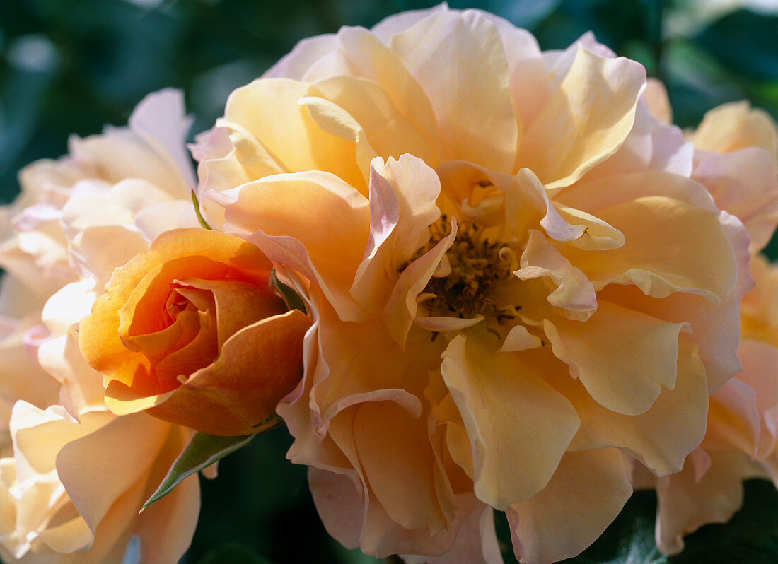 Rosa 'Tequila' (bed rose) floribunda