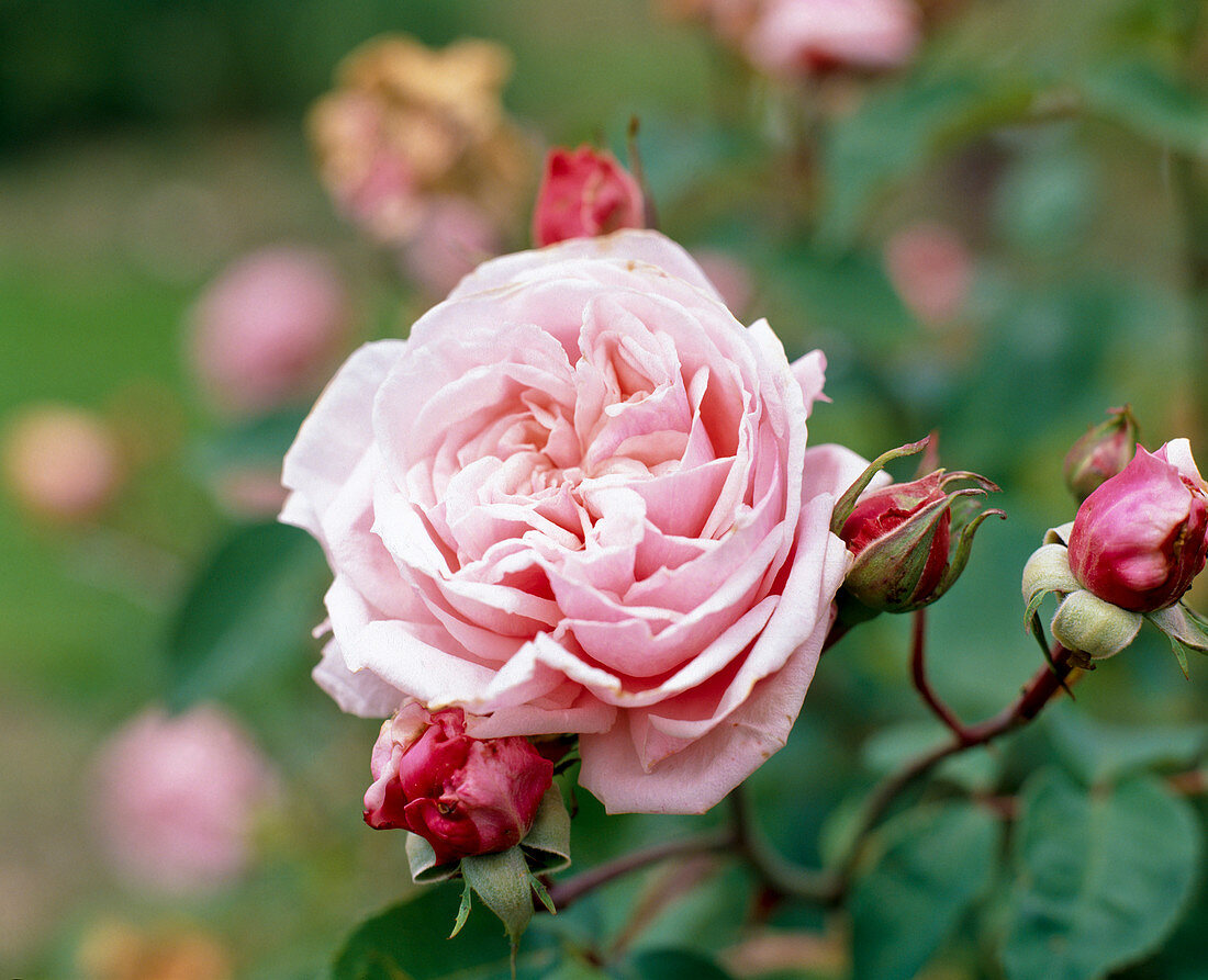 Shrub rose