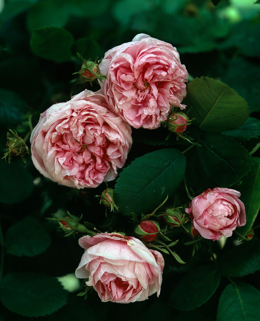 Rosa 'Centifolia major', Hist. Rose, Centifolie, einmalblühend