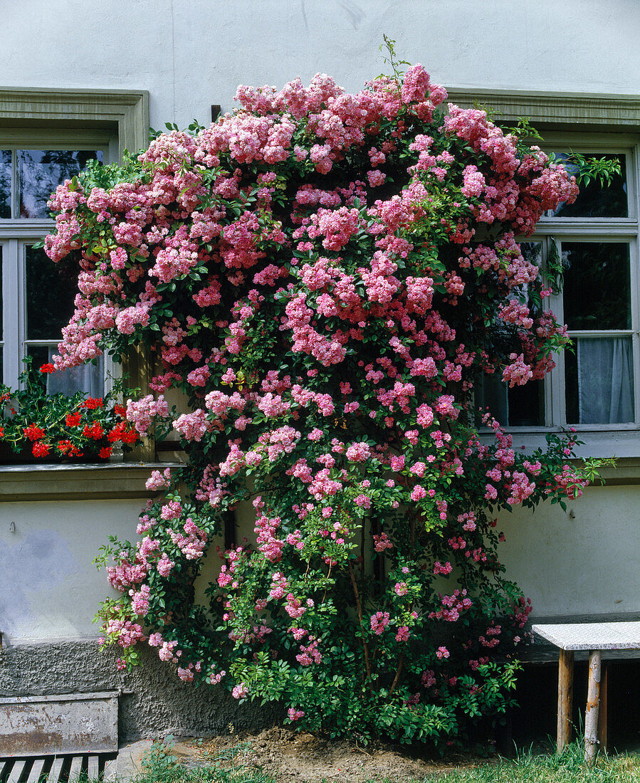 Rosa multiflora hybrid