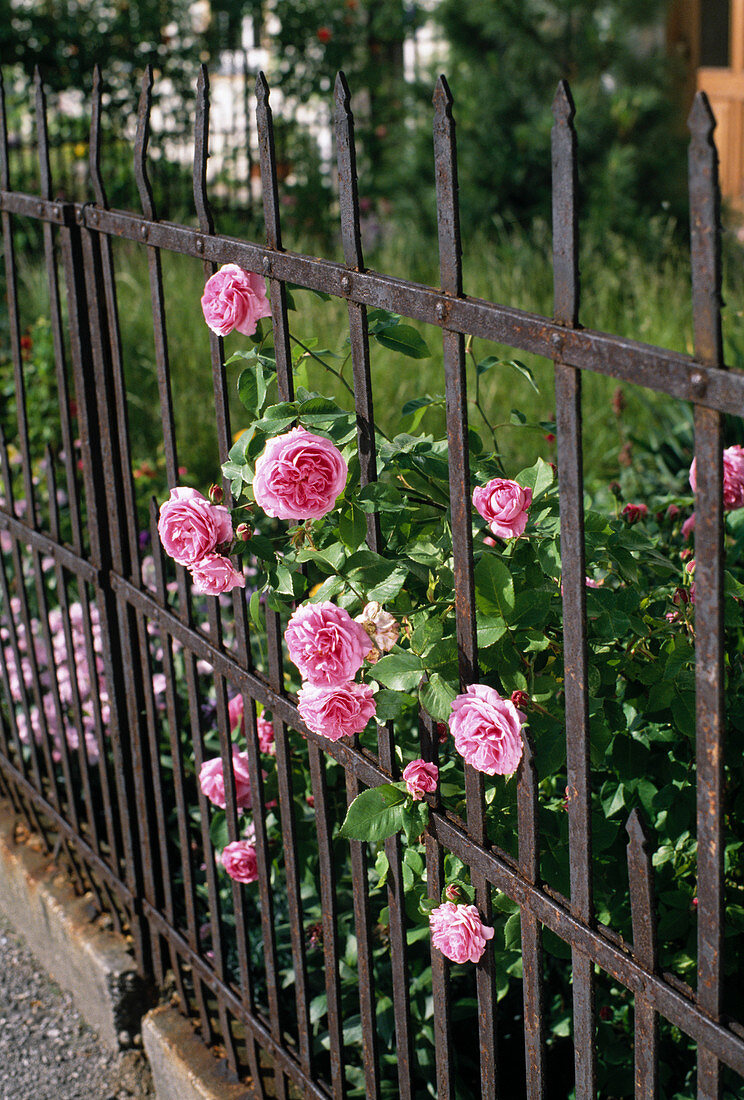 Pink 'Louise Odier' ??(Bourbon rose)