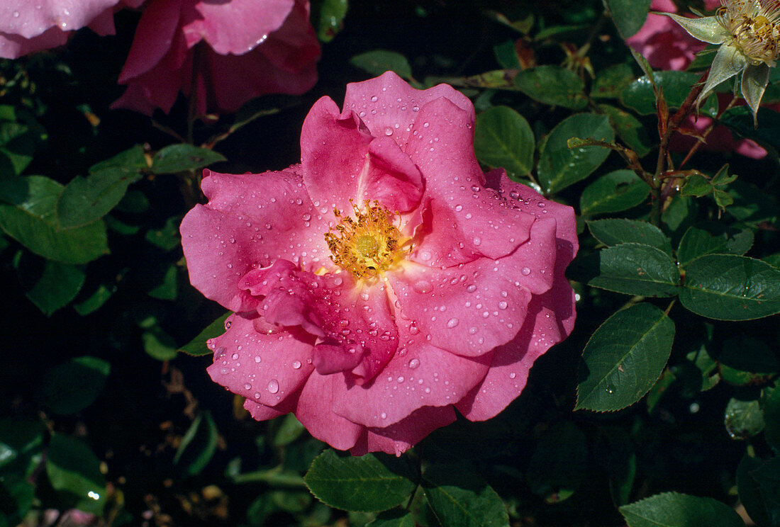 Rosa gallica