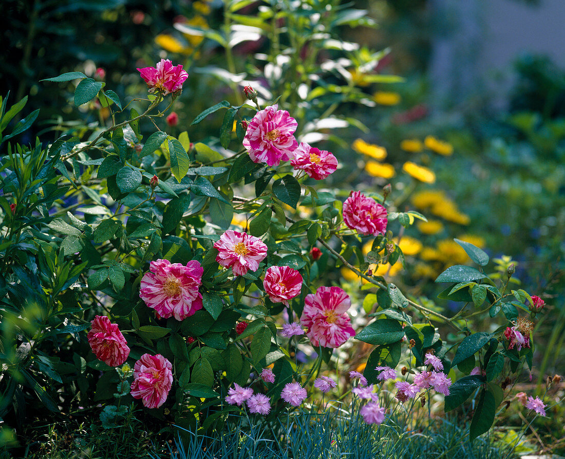 Rosa gallica Versicolor