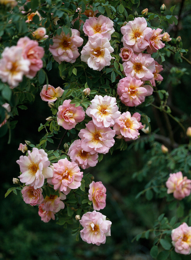 Rosa x pimpinellifolia 'Spring Morning'