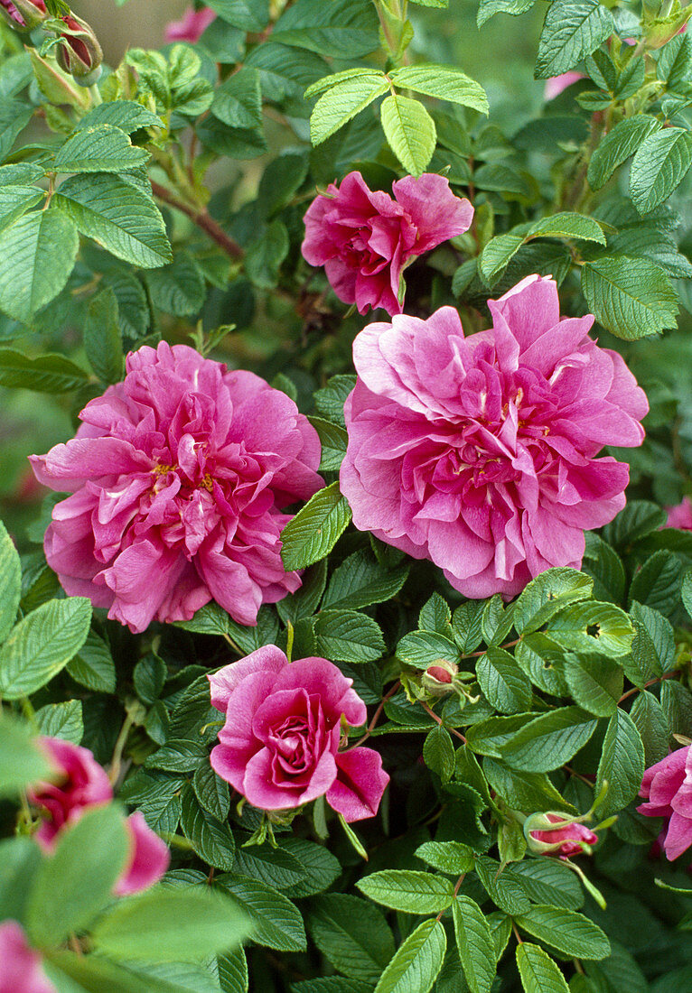 Shrub rose 'Hansa', Rosa rugosa, fragrant, more flowering