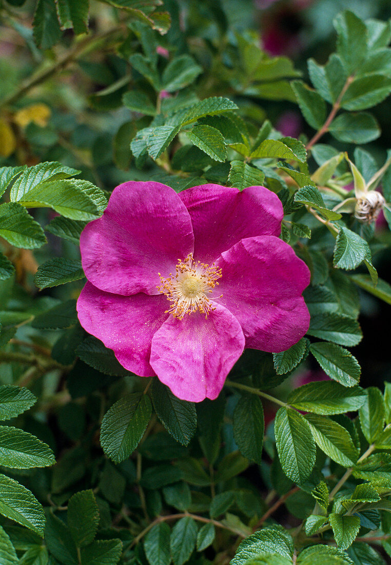 Rose rugosa