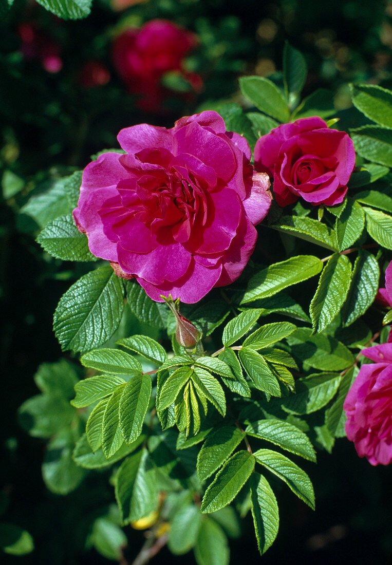 Rosa rugosa 'Hansa'