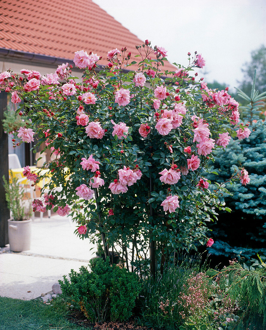 Floribunda rose